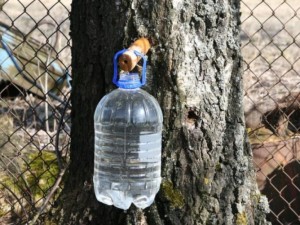 Valstybinėje žemėje sulą leisti galima iš ne plonesnių kaip 20 cm skersmens medžių, kuriuos planuojama kirsti ne vėliau kaip po 5 metų. Jeigu per metus medžiai nukertami, sula gali būti leidžiama ir iš plonesnių medžių. Sula – pavasario gamtos dovana žmonėms