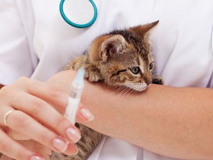 Nuo šiol veterinarai gyvūnams gydyti, jei nebus tokių veterinarinių vaistų galės išrašyti ir žmonėms skirtus medikamentus. Specialistai sveikina šį sprendimą ir teigia nemaną, kad tai turėtų skatinti žmonių savigydą. Veterinariniai receptai savigydos neskatins