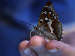 Priklausomųjų nepriklausomybė. Impresija apsilankius bendruomenės „Aš esu“ vasaros stovykloje.