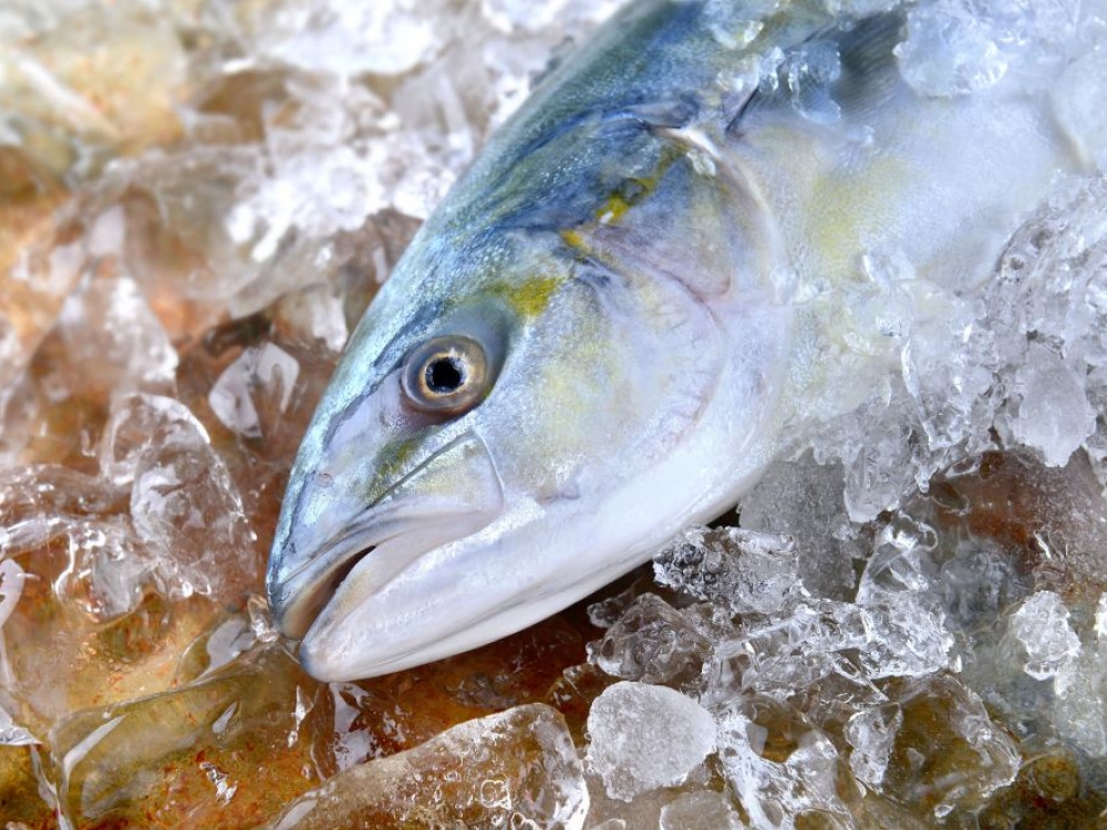 Atšaldyta, šviežia žuvis yra natūraliausia, mažiausiai praėjusi technologinių procesų, skirtingų temperatūrinių režimų, be papildomų ingredientų, tad natūralu, kad ji yra laikoma vertingiausia.