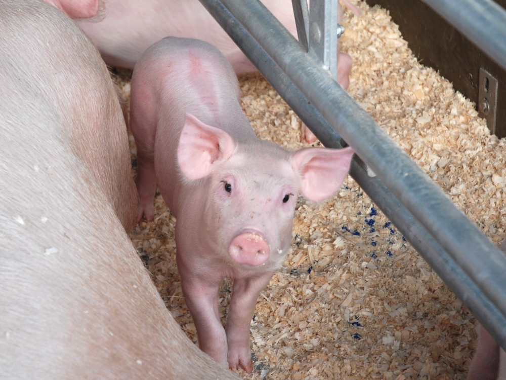 Afrikinių kiaulių maru užsikrėtusių kiaulių mėsą draudžiama vartoti ne dėl pavojaus sveikatai, o dėl viruso išplatinimo galimybės.