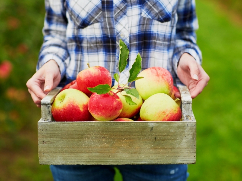 Vyrams obuolių paros norma 700 g, o moterims geriau nevalgyti jų daugiau kaip po 500 g per dieną.