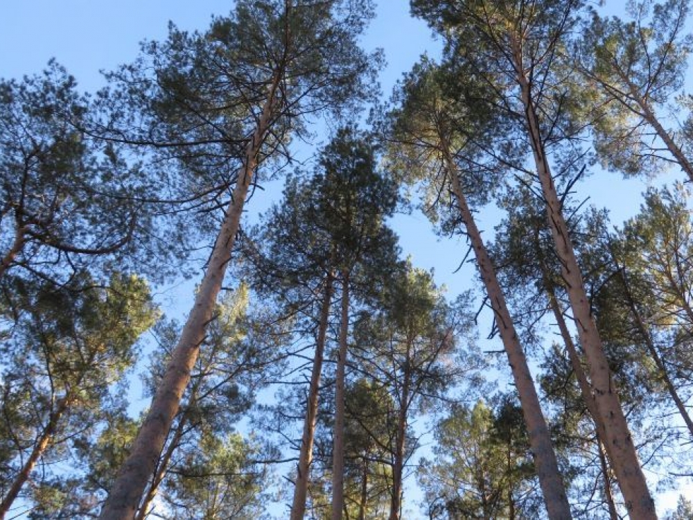 Pušynai, kuriais apsuptas Druskininkų kurortas, ypač tinkami sergantiesiems plaučių ligomis, o širdininkams verčiau rinktis poilsį lapuočių pasuptose teritorijose. 