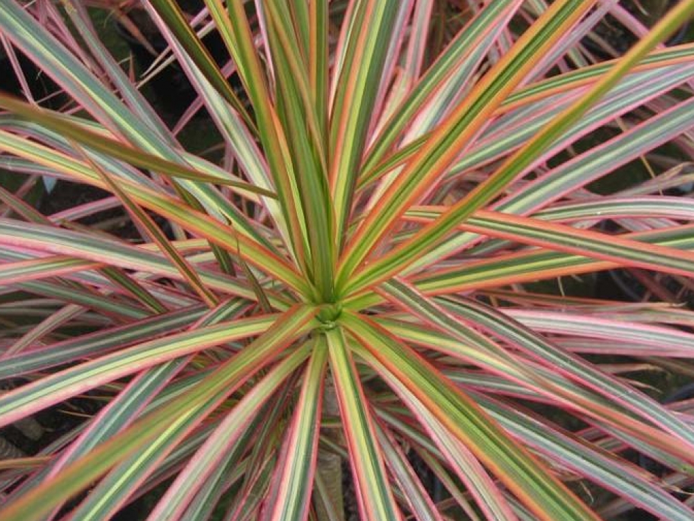 Dracena orą pradeda valyti iš karto, kai tik yra įnešama į patalpas. Gali susidoroti su tokiais nuodais, kaip amoniakas, benzolas, ksilolas, formaldehidai.