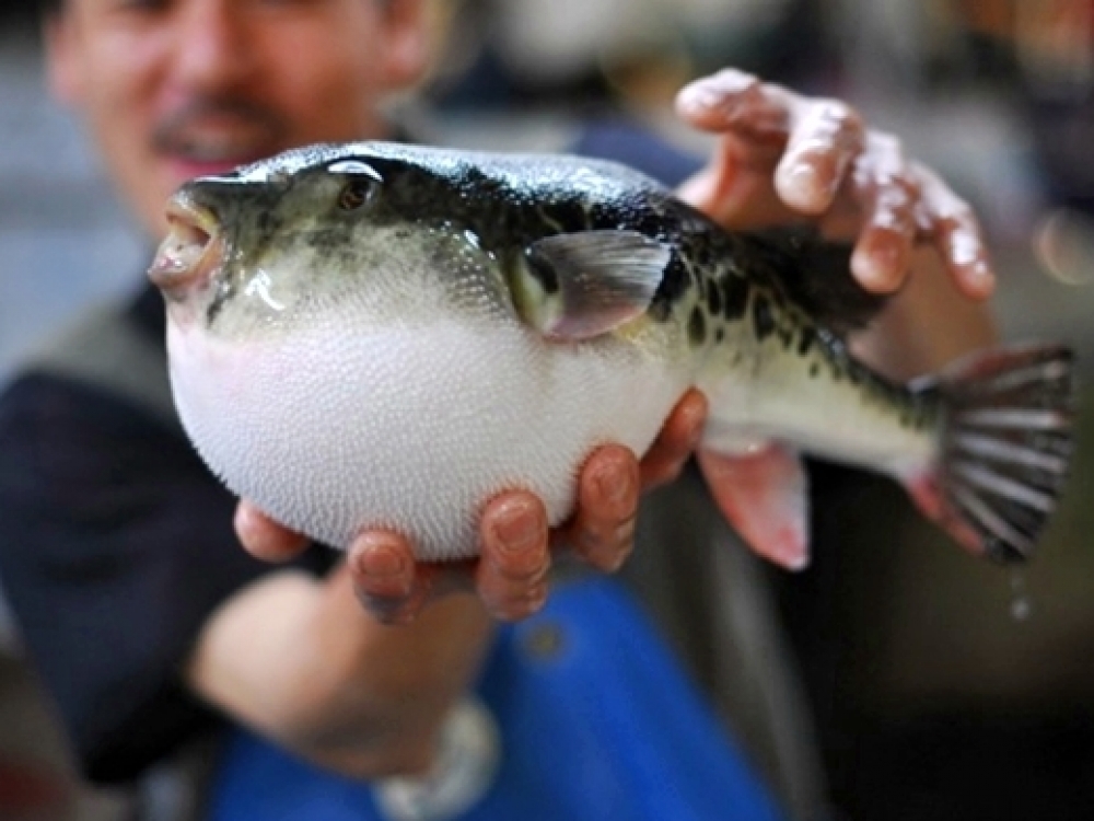 Žuvyje fugu yra 1200 kartų pavojingesnio toksino nei kalio cianidas.