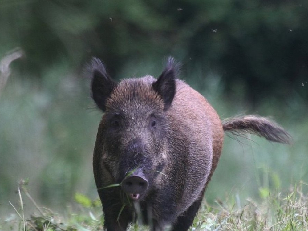 Mažiau pavojinga yra valgyti troškintą ar virtą šernieną. 250 gramų dydžio mėsos gabaliukus reikia virti 1-1,5 valandos. Aukštoje temperatūroje trichinelės žūsta gana greitai, jei karštis paveikia jas tiesiogiai.