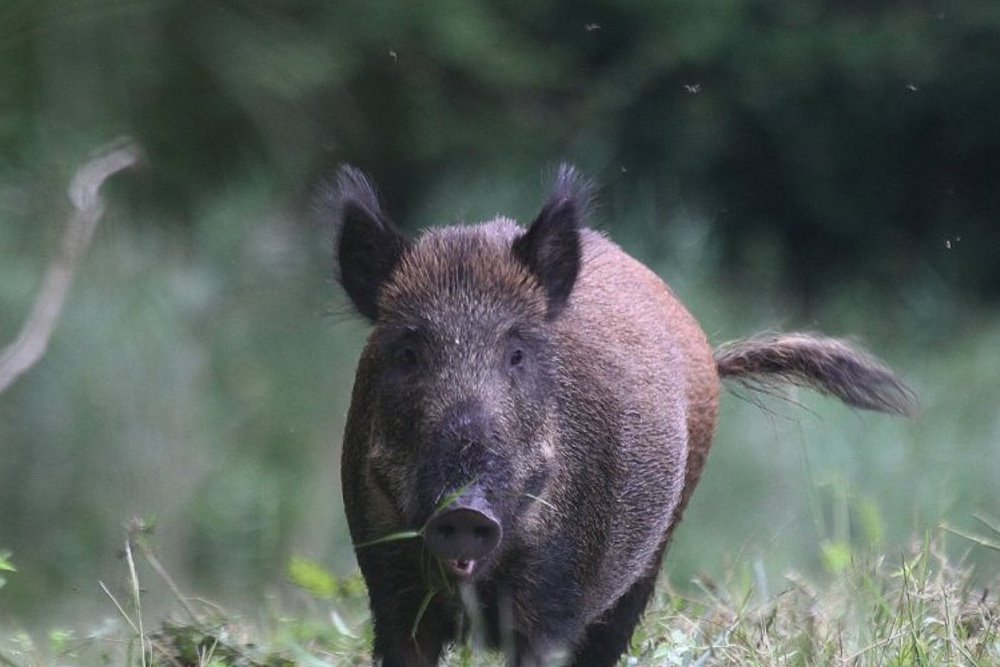 Mažiau pavojinga yra valgyti troškintą ar virtą šernieną. 250 gramų dydžio mėsos gabaliukus reikia virti 1-1,5 valandos. Aukštoje temperatūroje trichinelės žūsta gana greitai, jei karštis paveikia jas tiesiogiai.