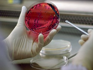 Bakteriofagai - prieš superbakterijas