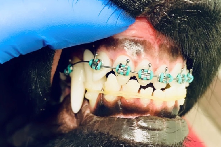 Dažniausiai ortodontinis gydymas skiriamas šunims, kuriems netinkamai išdygę dantys trukdo ėsti, žaisti ir komfortiškai gyventi.