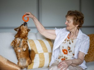 Prieš maždaug pusantrų metų ponia Galina Raudienė neteko net septyniolika metų jai draugiją palaikiusio šunelio. „Namuose pasidarė tuščia, nežinojau, ką veikti, ko imtis“, – dalijasi moteris. Netrukus ji tapo programos „Senjoras – senjorui“ dalyve ir nuvykusi į Vilniaus gyvūnų globos namus išsirinko kompanionę – dvylikametę senjorę Marsę. S.Žiūros nuotr.