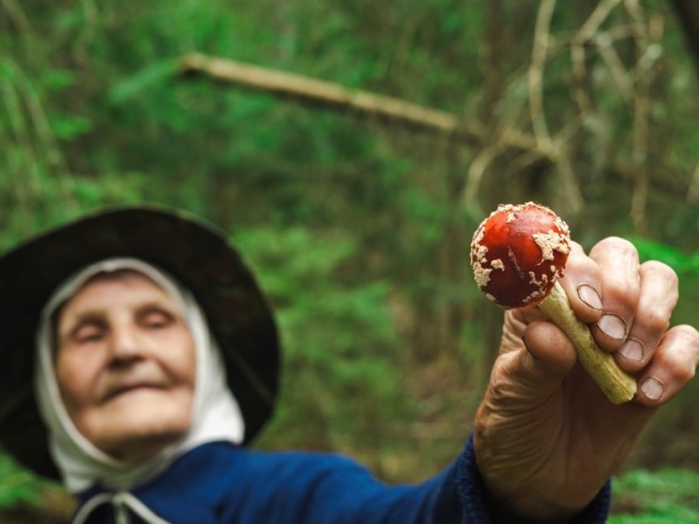 Už kibirą musmirių – iki penkiolikos metų kalėjimo