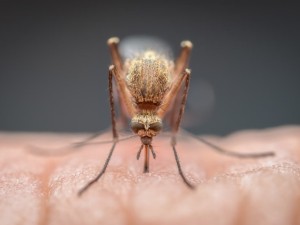 Šiuo metu daugiausia dėmesio skiriama uodų, platinančių maliariją naikinimui, tačiau Harvardo universiteto komanda atrado du veiksmingus vaistus, kurie gali pašalinti maliarijos toksiną iš uodų organizmų. Ilgalaikis tikslas – padengti tinklelius nuo uodų šiuo vaistų mišiniu.