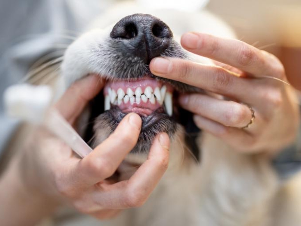 Augintiniai dantų skausmą kenčia tyliai