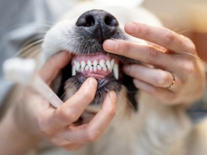 Augintiniai dantų skausmą kenčia tyliai