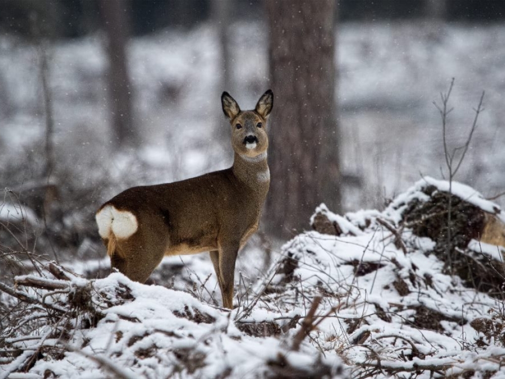 Kai sniegas tampa mirtinu išbandymu
