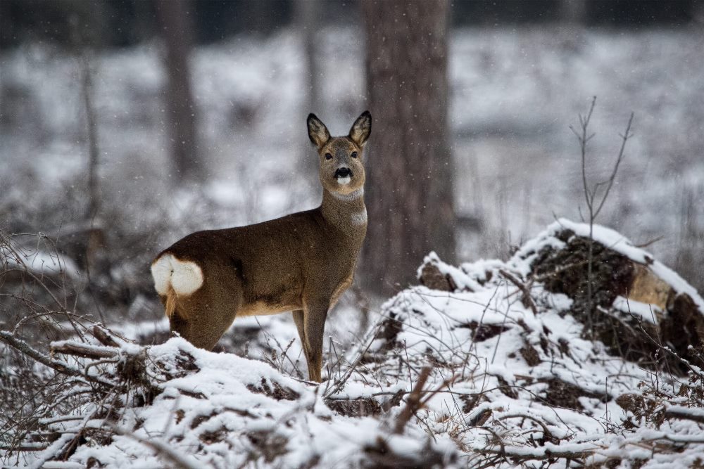 Kai sniegas tampa mirtinu išbandymu