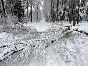 Miškas gydo ir žiemą