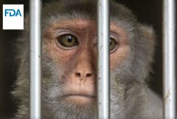 Mokslas be gyvūnų – artima realybė?