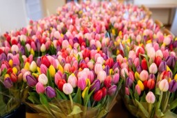 Kauno klinikose – tulpių jūra