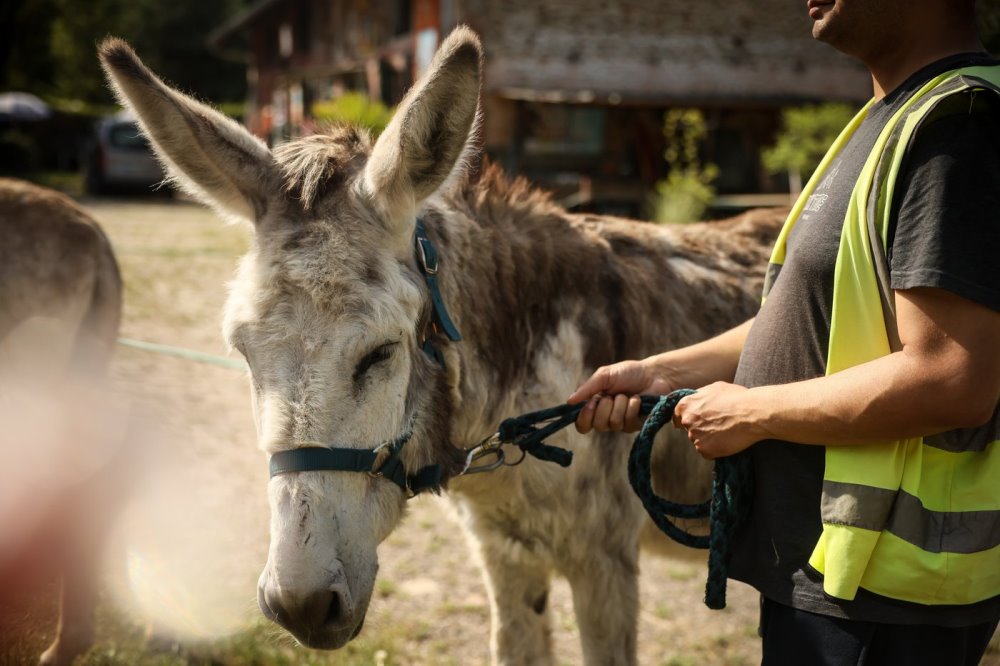 Unikali terapija Prancūzijoje: paglostyk asilą