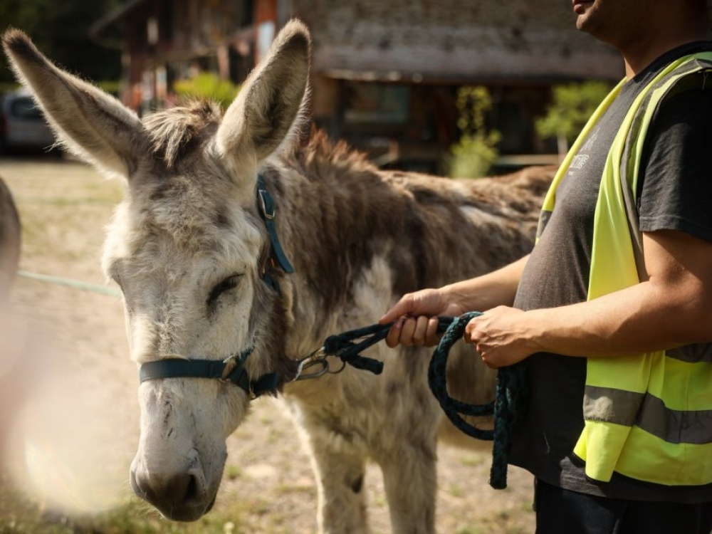 Unikali terapija Prancūzijoje: paglostyk asilą