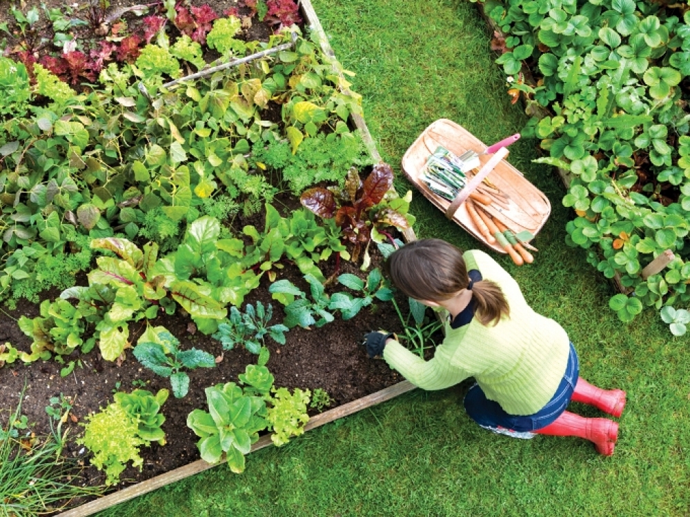Nuimdami derlių patausokime nugarą
