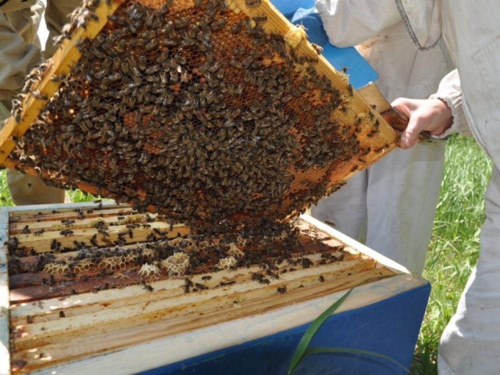 Pagal botaninę kilmę medus yra skirstomas į monoflorinį ir poliflorinį. Monoflorinis yra toks, kuriame vienos augalų rūšies žiedadulkių kiekis meduje yra didesnis nei 45 proc. Poliflorinis, kai meduje aptinkama įvairių augalų žiedadulkių.
