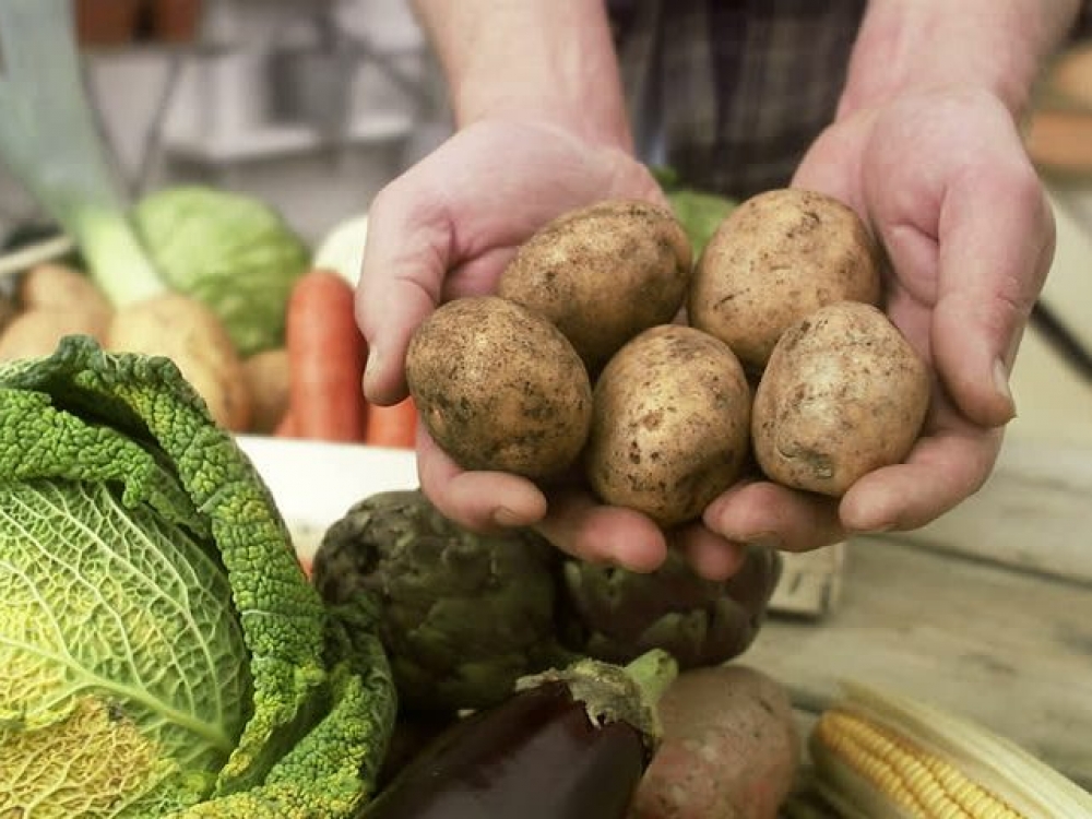  Ekologiškai auginta didžiausia bulvė nesveria gal ir 100 gramų. Tačiau, pavyzdžiui, morkos, burokėliai ir be trąšų auginami būna dideli, gražūs.