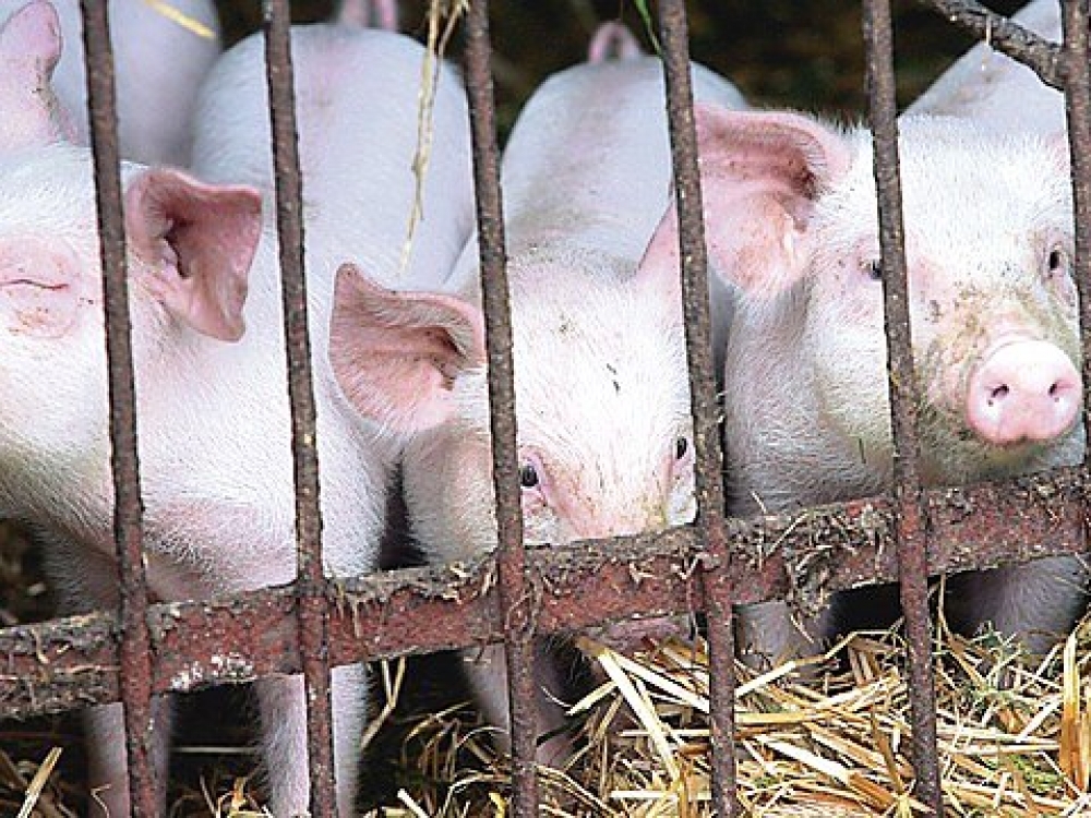 Kaip informuoja VMVT, gavus informacijos iš gyventojų apie ūkininkus, nesilaikančius nurodymų, atliekamas patikrinimas ir užfiksavus neatitikimus ūkininkai gali būti baudžiami. Tokiu atveju gali būti skiriamas įspėjimas arba bauda nuo 29 eurų iki 116 eurų.