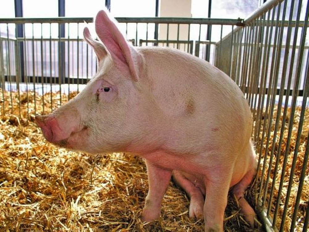 Iš visų ES šalių Lietuva bei Latvija įvardijamos kaip specifinės šalys, kuriose yra labai daug smulkių ūkių, laikoma po vieną dvi kiaules. Specialistų teigimu, būtent smulkieji ūkiai kovojant su afrikinių kiaulių maru kelia daugiausiai problemų. 