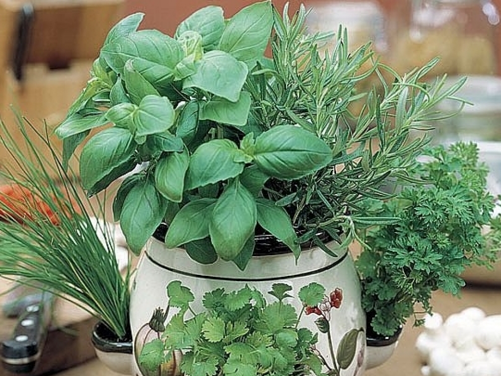 Dalis prieskoninių augalų yra daugiamečiai, todėl juos galima auginti kaip kambarines gėles. Norimus auginti žiemą augaliukus galima įsigyti vazonėliuose, persodinti iš daržo ar pasėti jų sėklas.