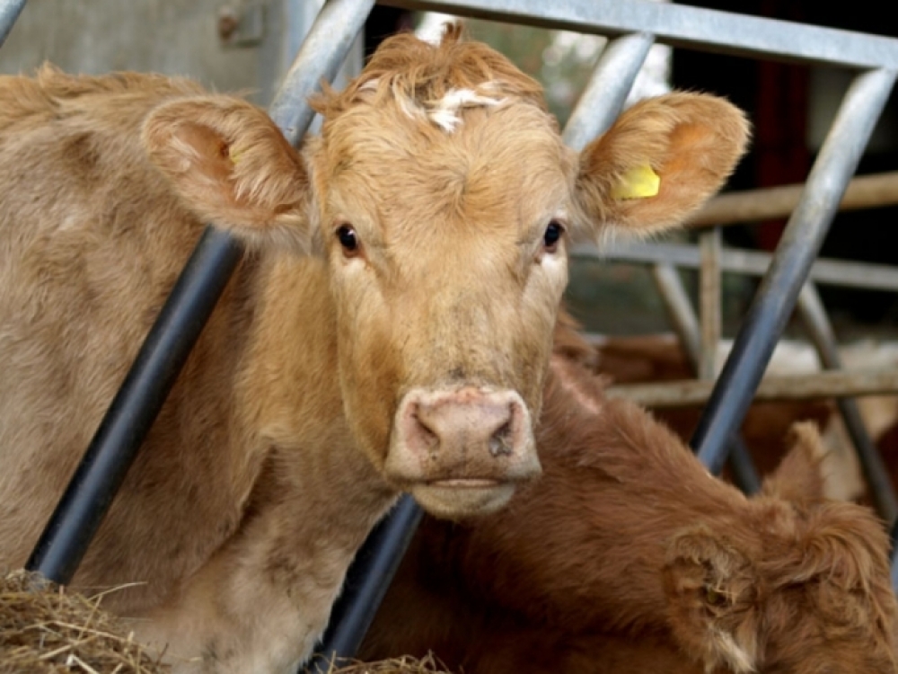 Antimikrobinių veterinarinių vaistų skyrimas gyvuliui - atsakingas žingsnis dar ir todėl, kad iš šio gyvulio gautą pieną ar mėsą, kitus produktus vartojame maistui.