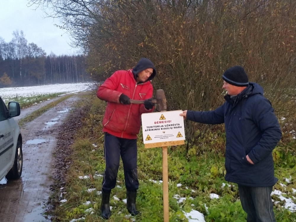 Vien lapkričio mėnesį užfiksuoti 37 nauji afrikinio kiaulių maro atvejai iš jų 22 būtent Anykščių regione. 
