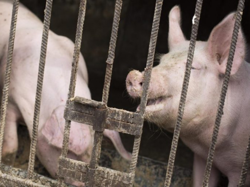 Ūkininkams mokamos kompensacijos už paskerstas kiaules bei jų patiriamus nuostolius. Įsteigus buferinę zoną kiaulių laikytojai, kurie pasiskerdė kiaules iki lapkričio 1 dienos, gaus papildomas 100 EUR išmokas už kiekvieną paskerstą kiaulę. Kiti kiaulių laikytojai įvardintuose rajonuose kiaules turi pasiskersti iki gruodžio 18 d.