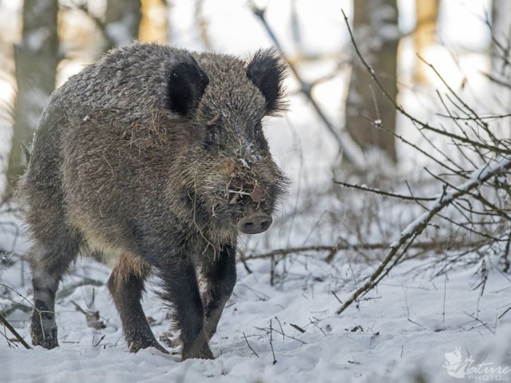 Žvėrims šerti turi būti naudojami natūralūs gamtoje randami pašarai. Patys žmonės neturėtų imtis iniciatyvos, kadangi šiandien šerti šernus yra uždrausta. Juos galima tik vilioti medžiotojams ir tik medžiojimo tikslais. Žmonės, nepasitarę su medžiotojais ar medžioklės žinovais, neturėtų įrenginėti šėrimo aikštelių ir šerti laukinius gyvūnus.