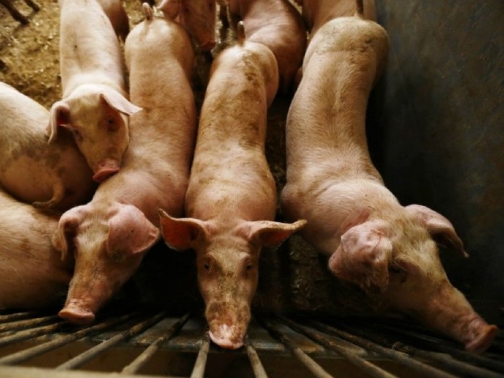 VMVT specialistai primena, kad ūkininkai, įtarę ligą, ar radę nugaišusias kiaules, apie tai privalo pranešti privatiems veterinarijos gydytojams bei teritorinėms VMVT tarnyboms. Nuslėpus ar nepranešus, gresia baudos iki 116 eurų, kartą baustiems – nuo 290 iki 579 eurų.