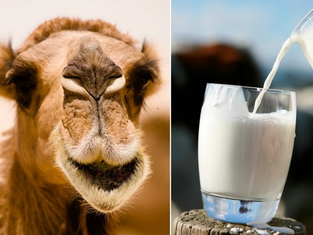 Lyginant su karvės, kupranugarių pienas mažiau kaloringas: stiklinėje  yra apie 110 kilokalorijų ir 4,5 gramo riebalų, iš kurių tris gramus sudaro sočiosios riebalų rūgštys (atitinkamai natūraliame karvės piene – 150 kilokalorijų ir 8 gramai sočiųjų riebalų). Be to, jame yra daugiau geležies, B grupės vitaminų bei vitamino C, šiek tiek mažiau laktozės.