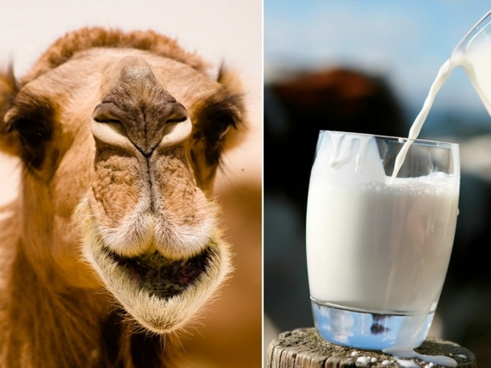 Lyginant su karvės, kupranugarių pienas mažiau kaloringas: stiklinėje  yra apie 110 kilokalorijų ir 4,5 gramo riebalų, iš kurių tris gramus sudaro sočiosios riebalų rūgštys (atitinkamai natūraliame karvės piene – 150 kilokalorijų ir 8 gramai sočiųjų riebalų). Be to, jame yra daugiau geležies, B grupės vitaminų bei vitamino C, šiek tiek mažiau laktozės.