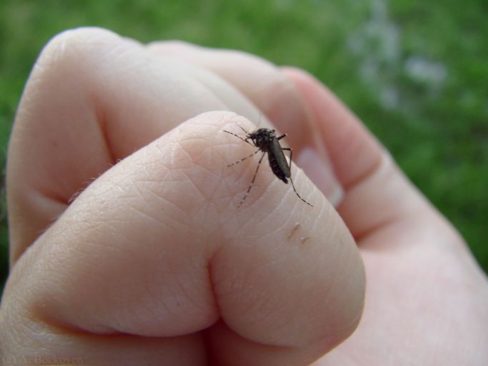 Nors uodai neperneša sunkių ligų, gali sukelti stiprias alergines reakcijas. Tai ypač pavojinga vaikams - jų imuninė sistema nesusiformavusi ir gali labai audringai sureaguoti.