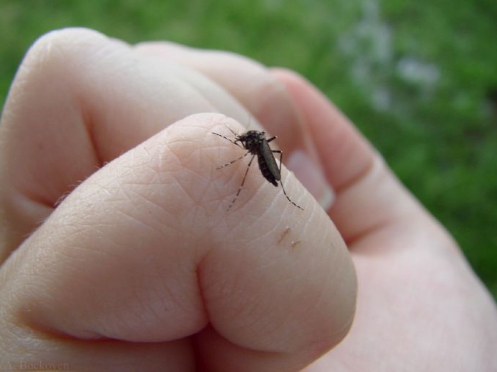 Nors uodai neperneša sunkių ligų, gali sukelti stiprias alergines reakcijas. Tai ypač pavojinga vaikams - jų imuninė sistema nesusiformavusi ir gali labai audringai sureaguoti.