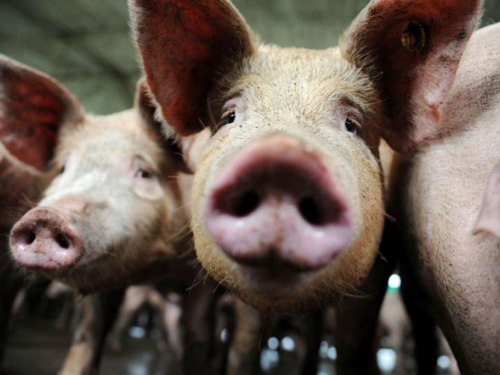 Pinigus ūkininkams už paskerstas kiaules išmokės Nacionalinė mokėjimo agentūra prie Žemės ūkio ministerijos.