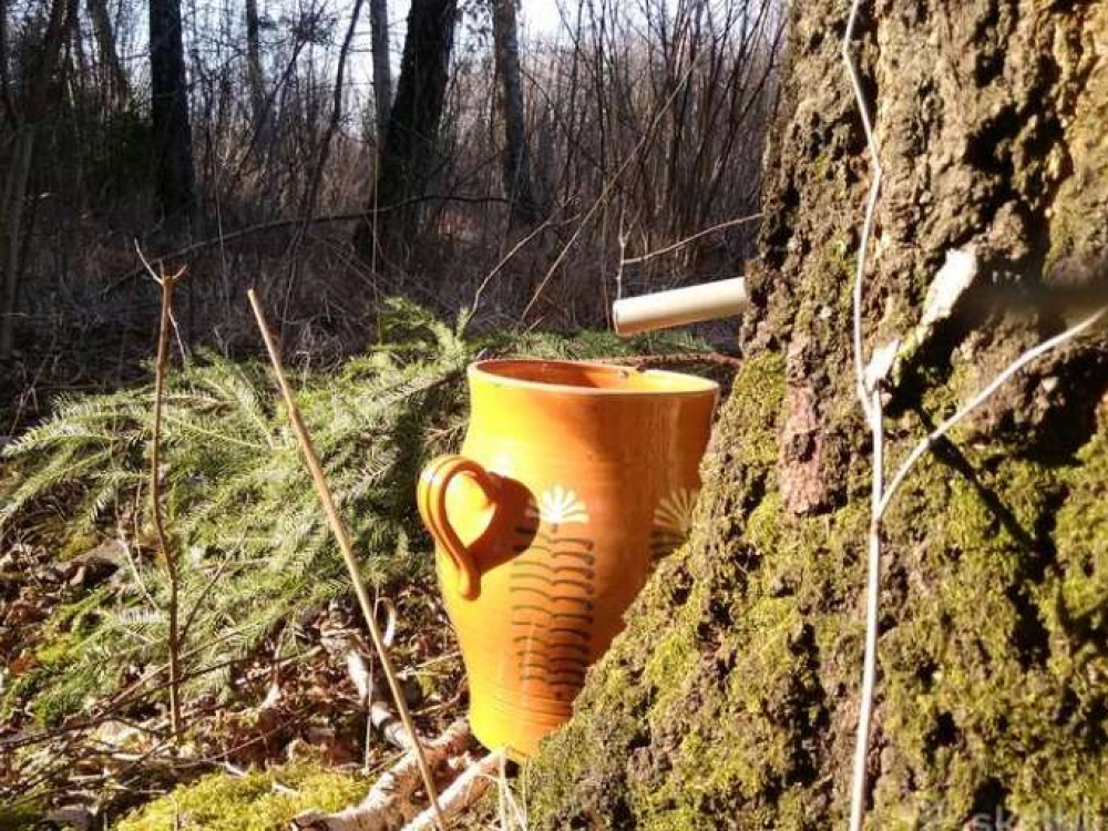Sulą galima rinkti iš visų paaugusių beržų, klevų, tačiau patariama vengti medžių, augančių šalia judraus kelio, šalikelėse ar palaukėse, kurios tręšiamos įvairiais chemikalais.