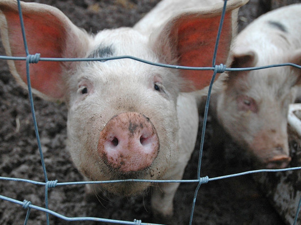 Valstybiniai veterinarijos inspektoriai nustatė užkrato zoną, iš kurios uždrausta išvežti kiaules, kiaulieną, produktus, kurių sudėtyje yra kiaulienos.
